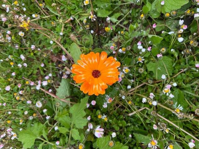 Orange marigold