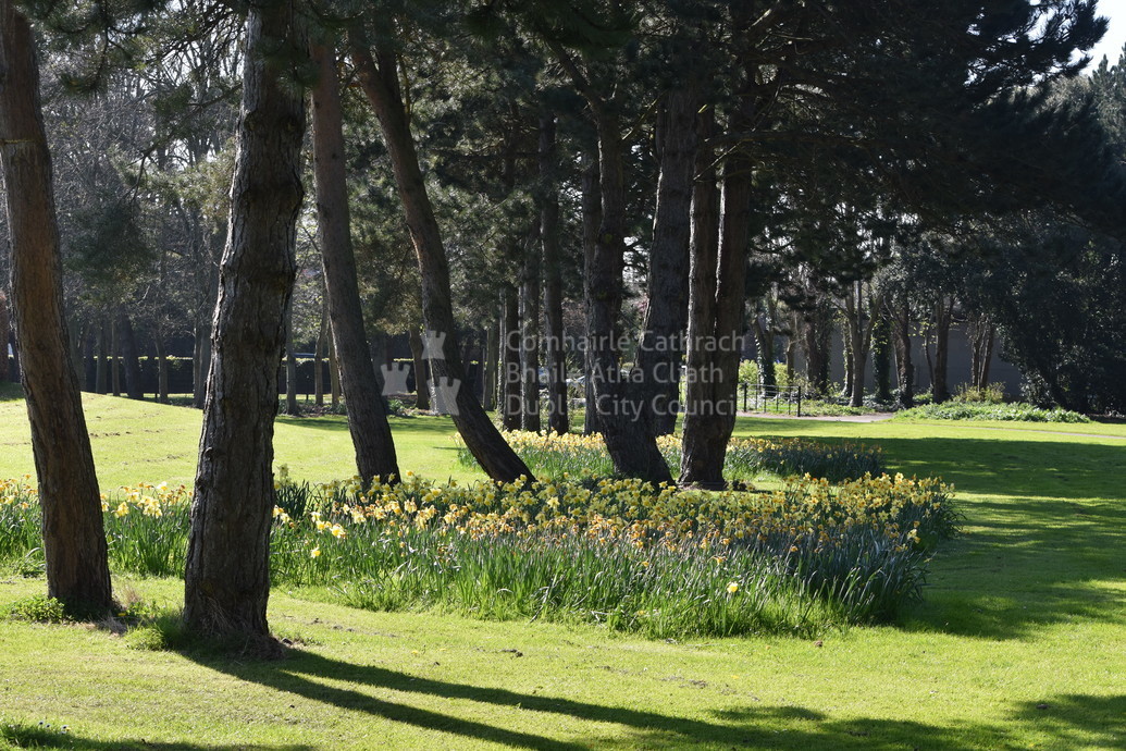 trees in a park