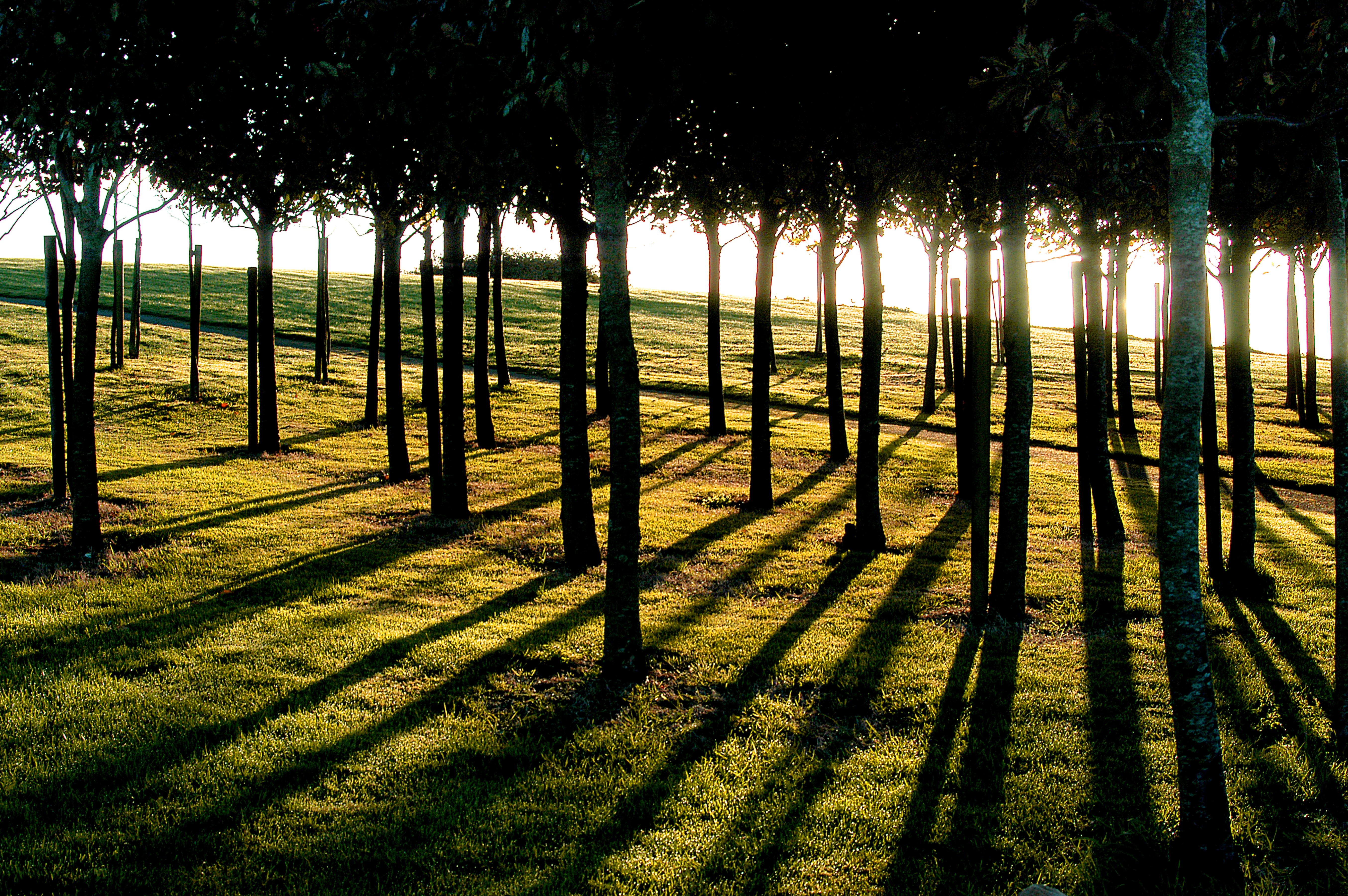 Opera trees