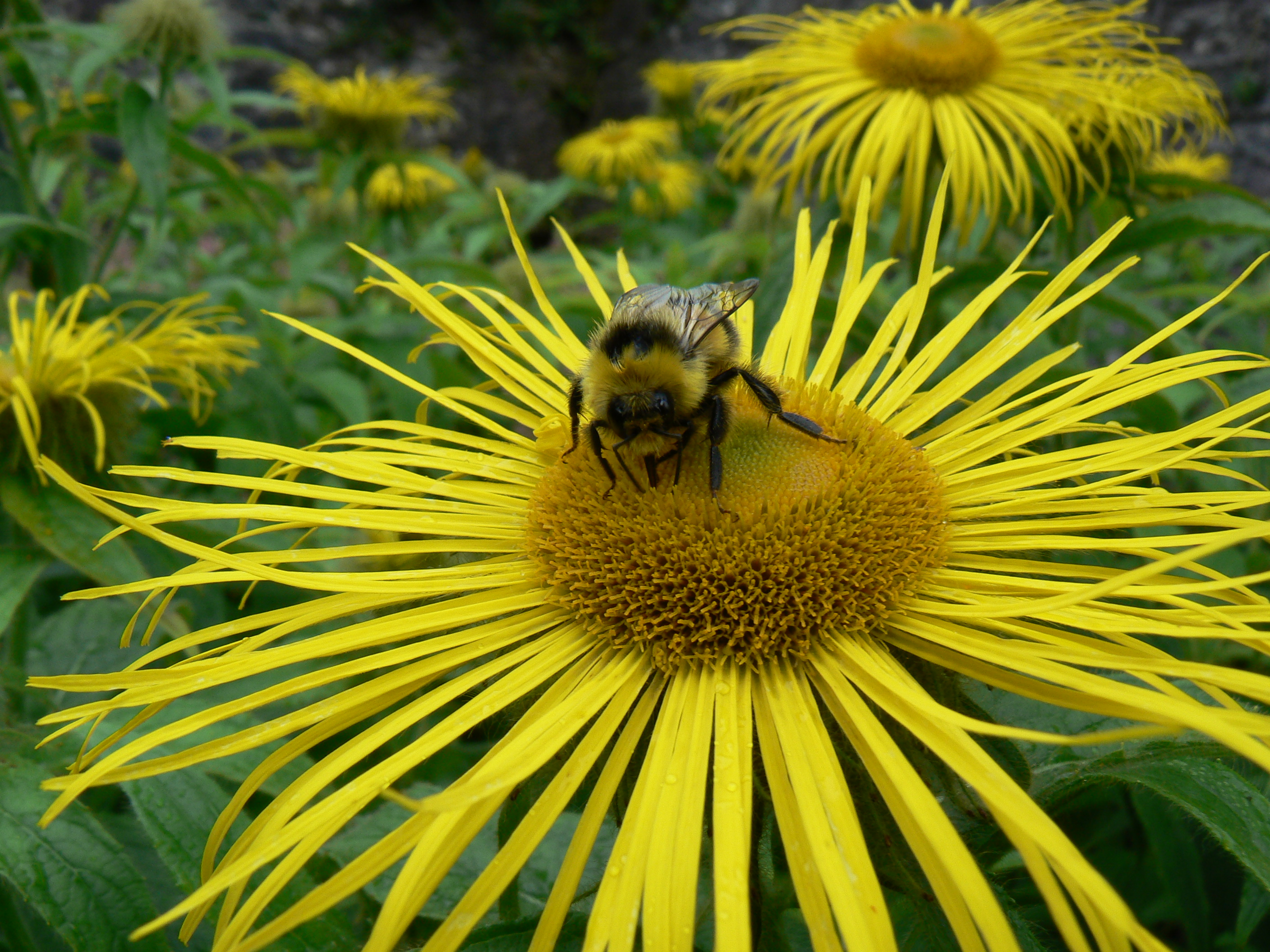 Flower and bee