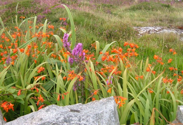 Nature - Flower Scene