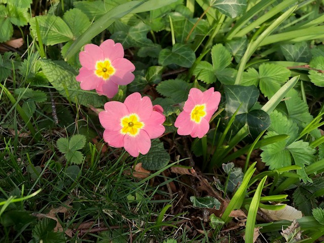 Pink flowers