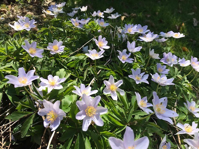 small purple flowers