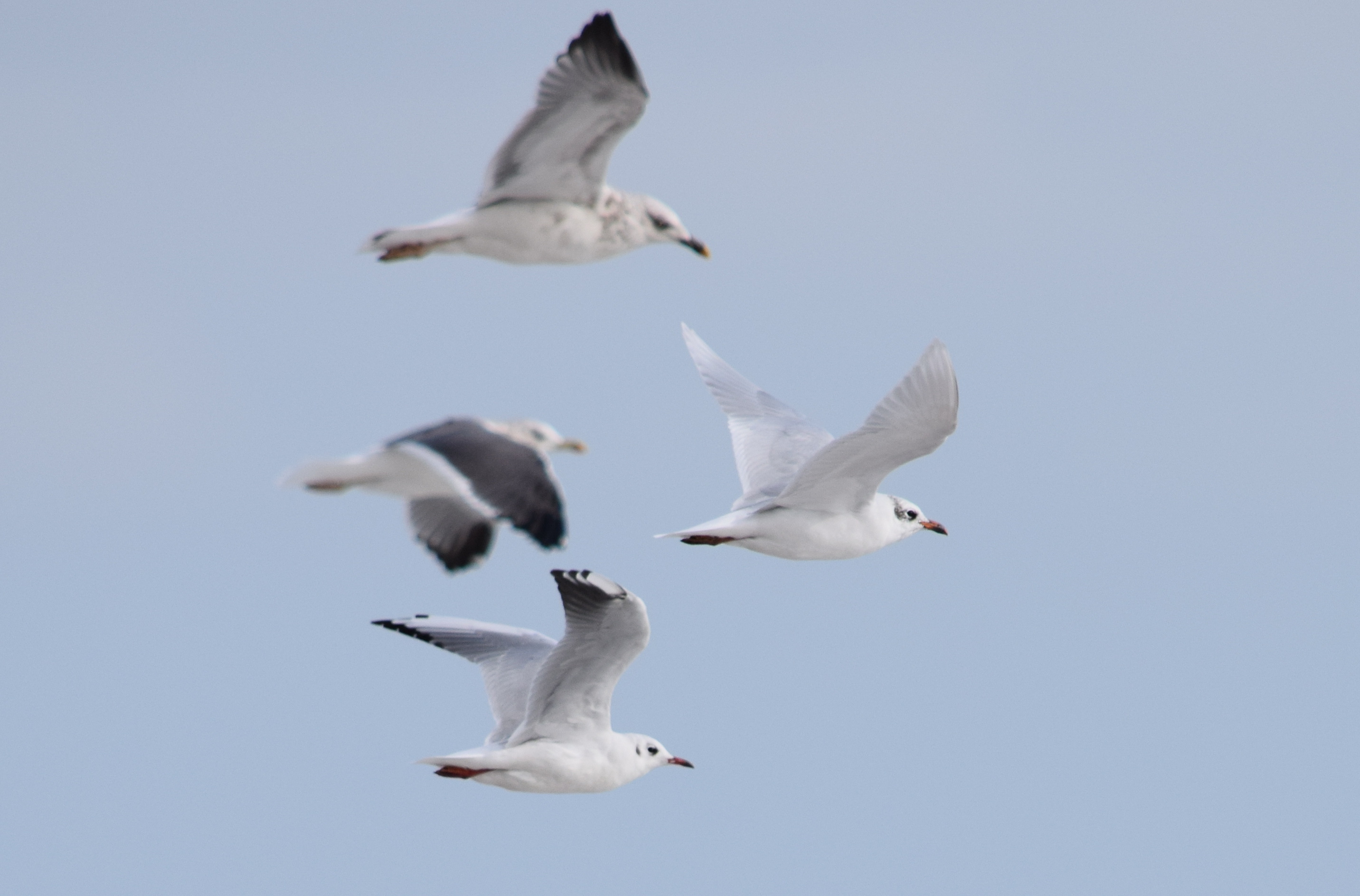 photo of seabirds