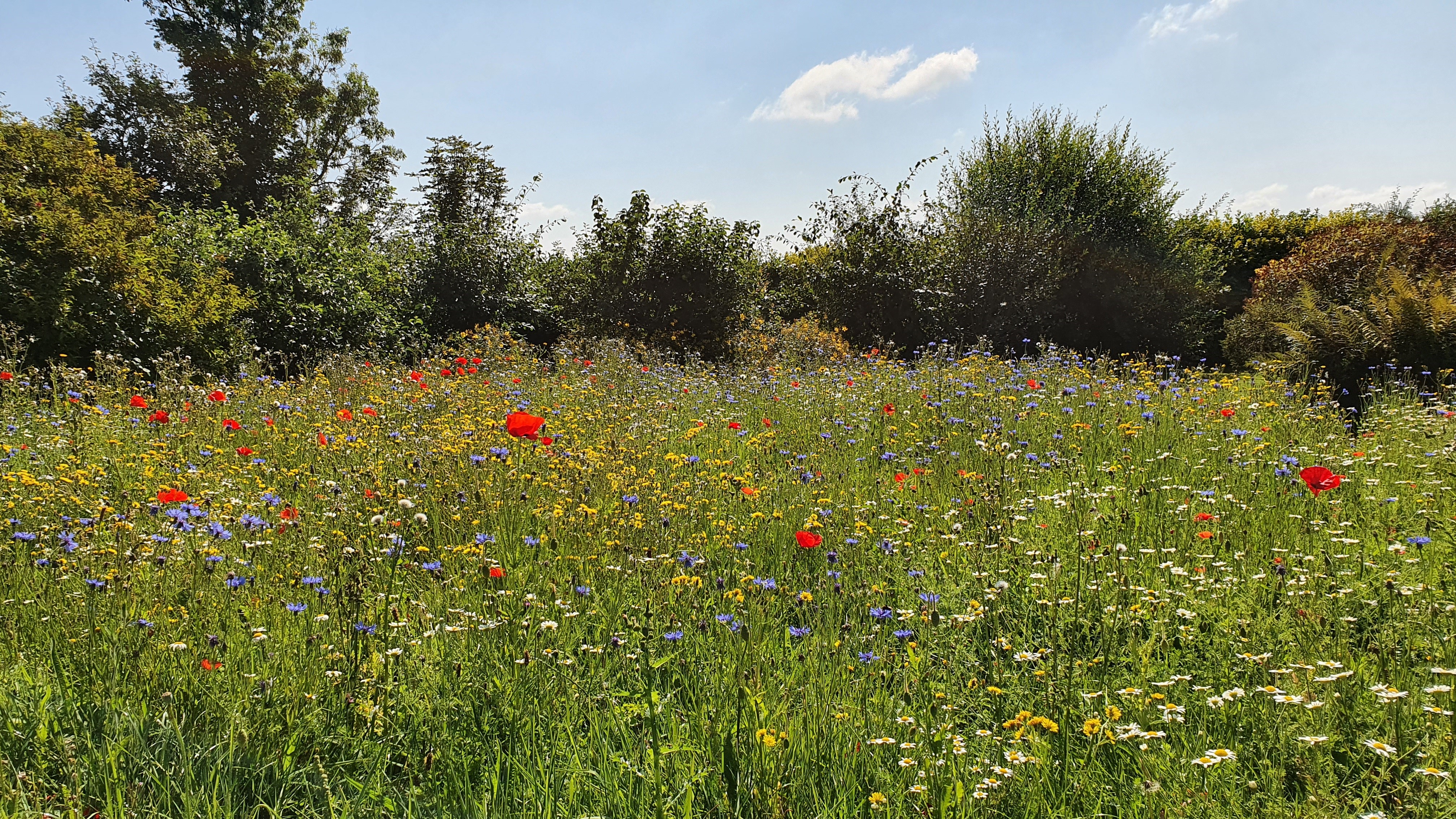 Garden Meadow