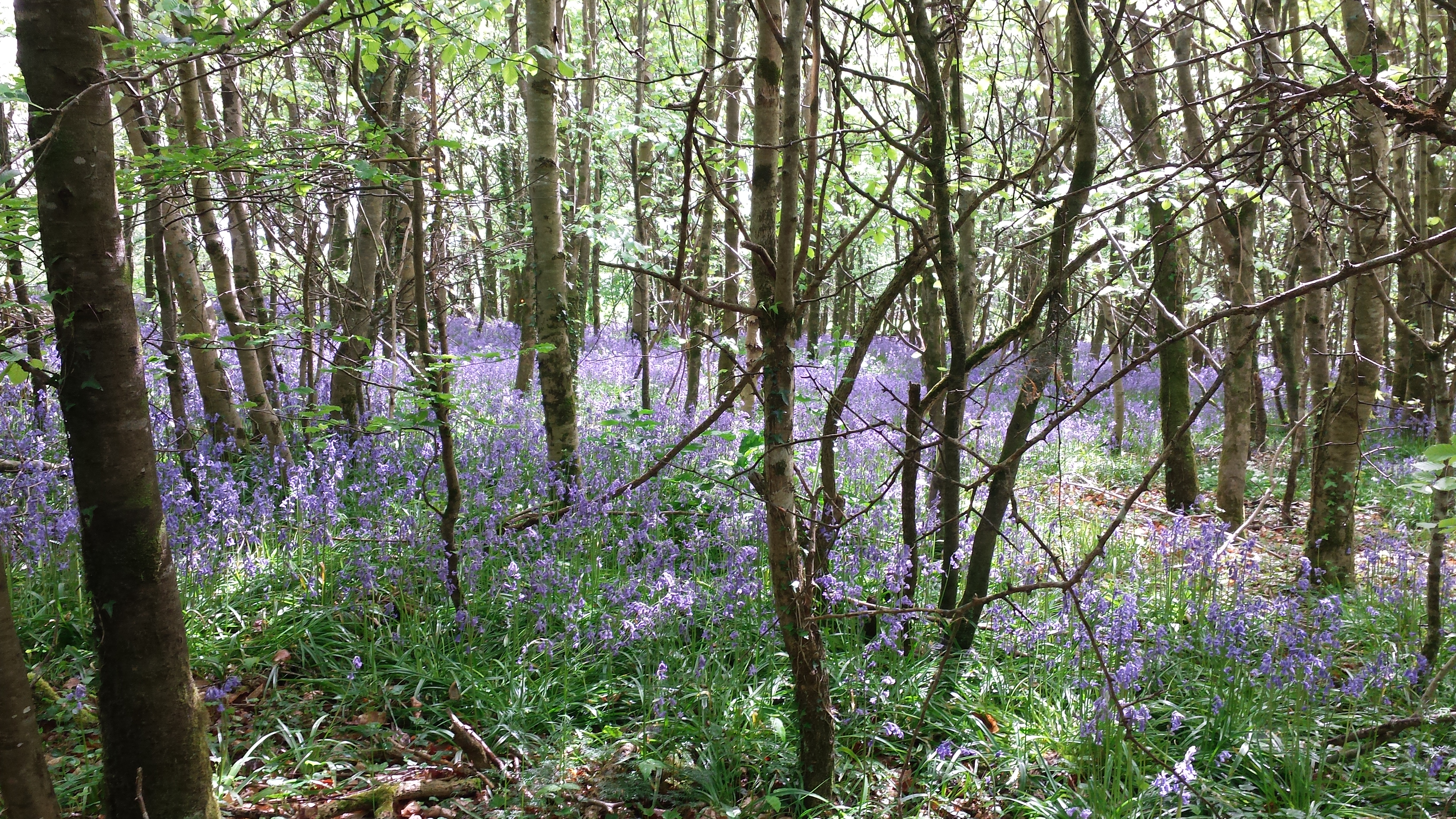 photograph from Tintern woods wexford