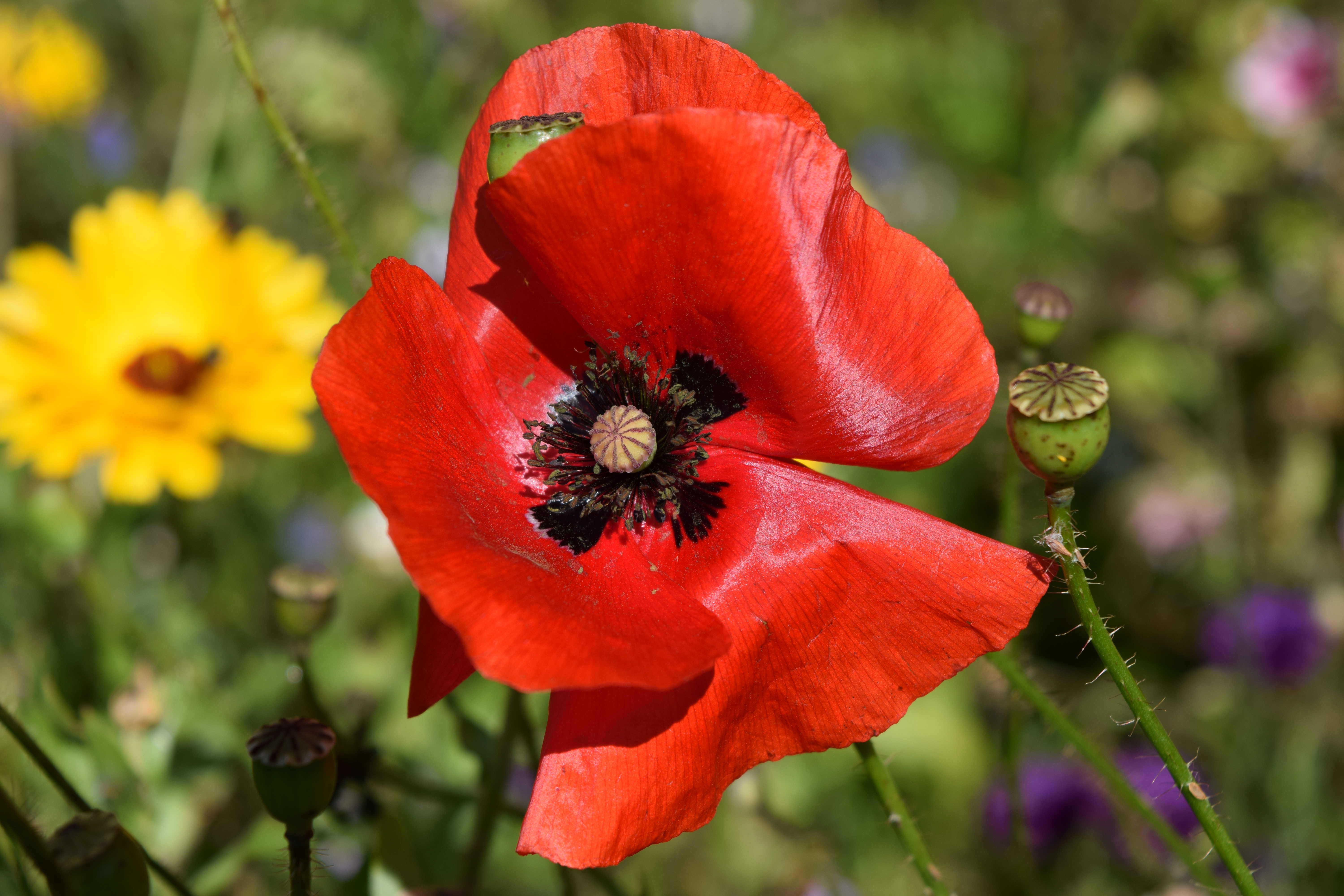 photo of a wildflower