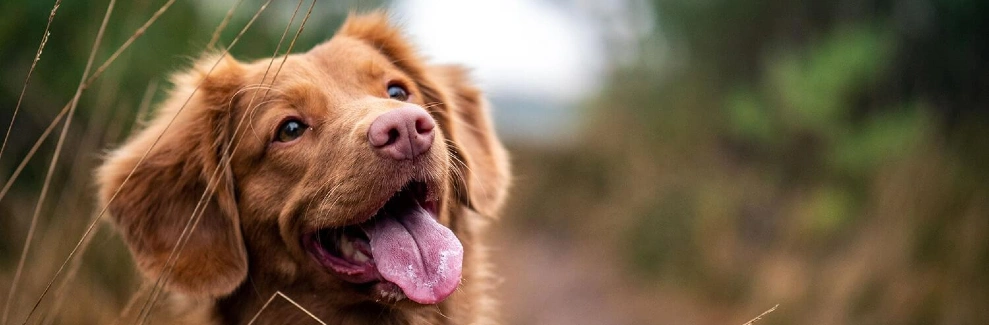 A photo of a ruddy-brown dog looking up in a meadow